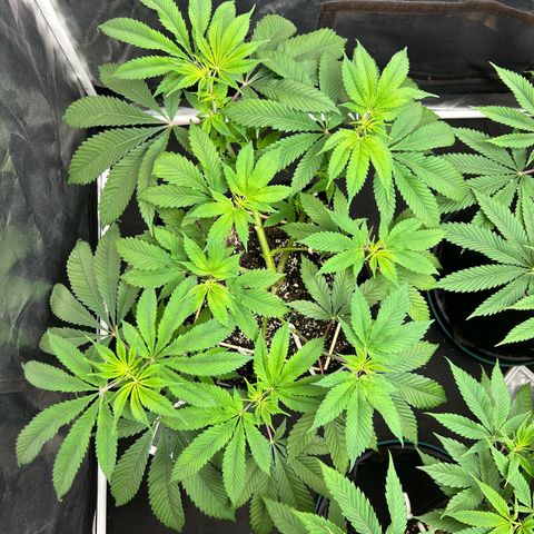 1 growlog timeline photo