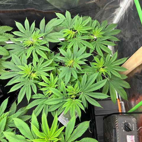 2 growlog timeline photo