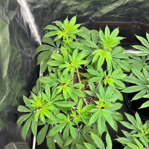 1 growlog timeline photo