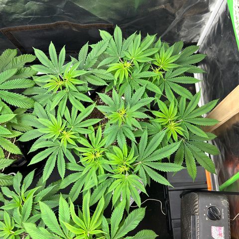 2 growlog timeline photo