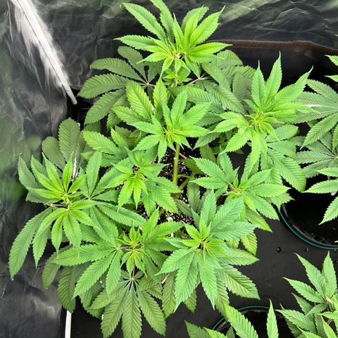 1 growlog timeline photo