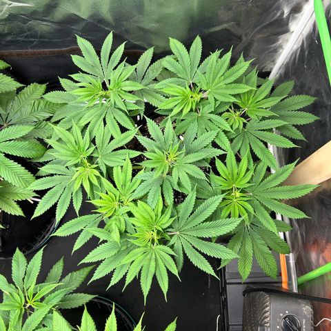 2 growlog timeline photo