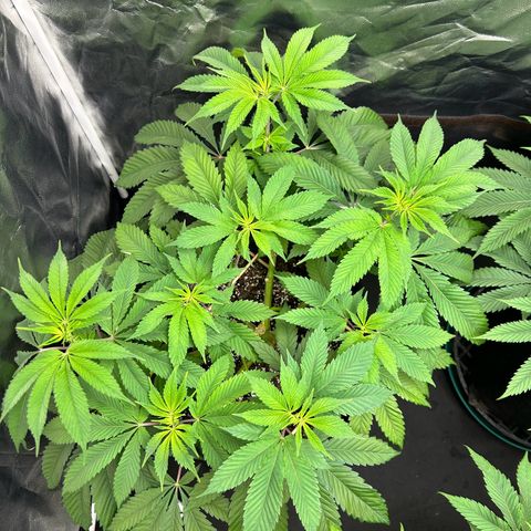 1 growlog timeline photo