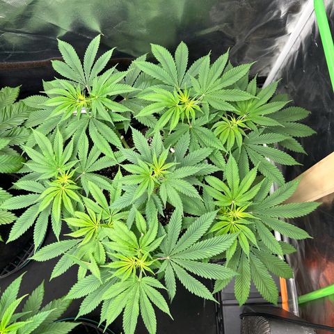 2 growlog timeline photo