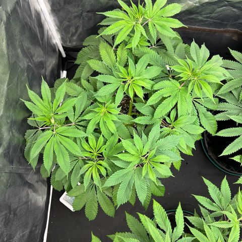 1 growlog timeline photo
