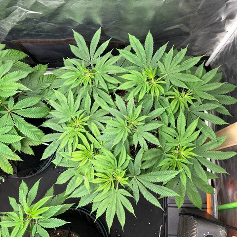 2 growlog timeline photo