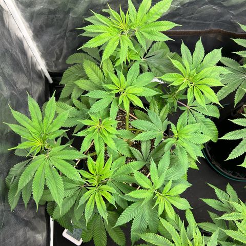 1 growlog timeline photo