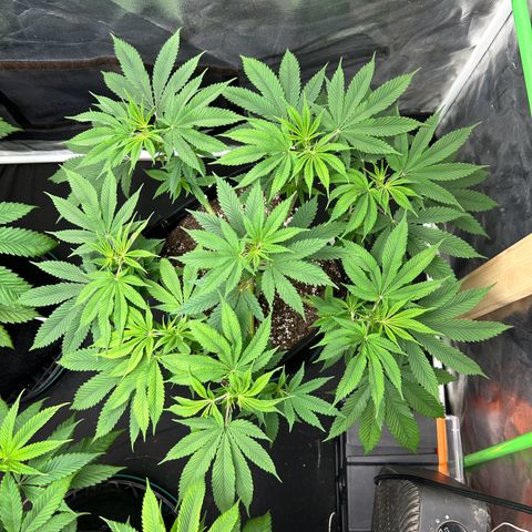 2 growlog timeline photo