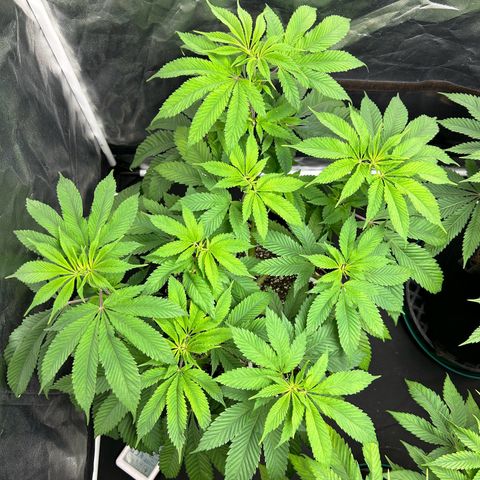 1 growlog timeline photo