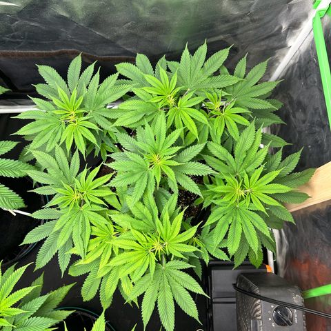 2 growlog timeline photo