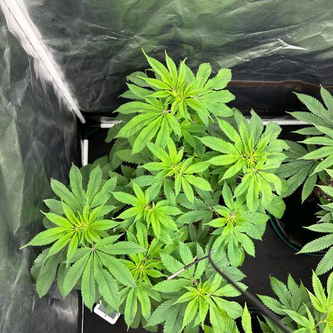 1 growlog timeline photo