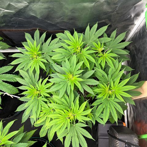 2 growlog timeline photo