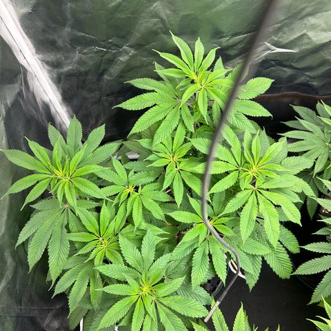 1 growlog timeline photo