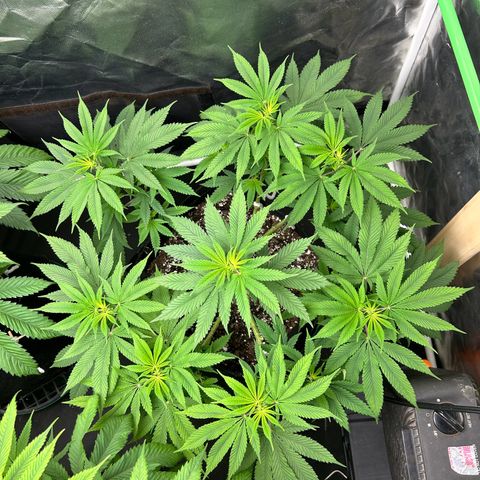 2 growlog timeline photo