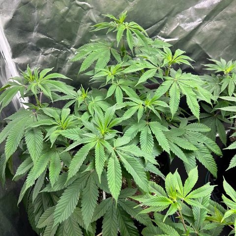 1 growlog timeline photo
