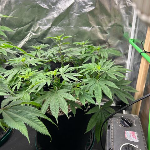 2 growlog timeline photo