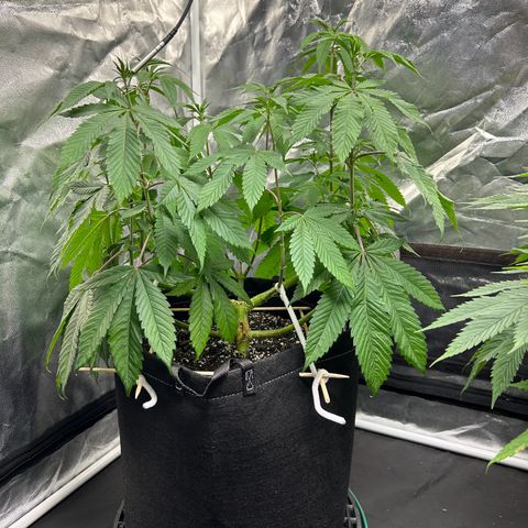 1 growlog timeline photo