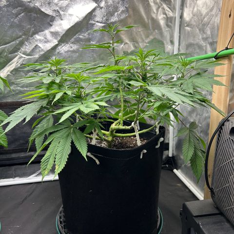 2 growlog timeline photo