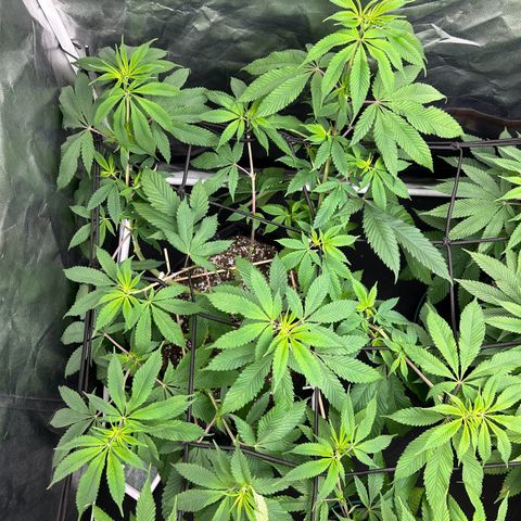 1 growlog timeline photo