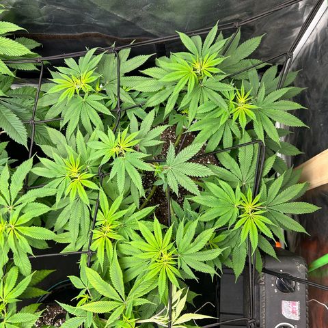 2 growlog timeline photo