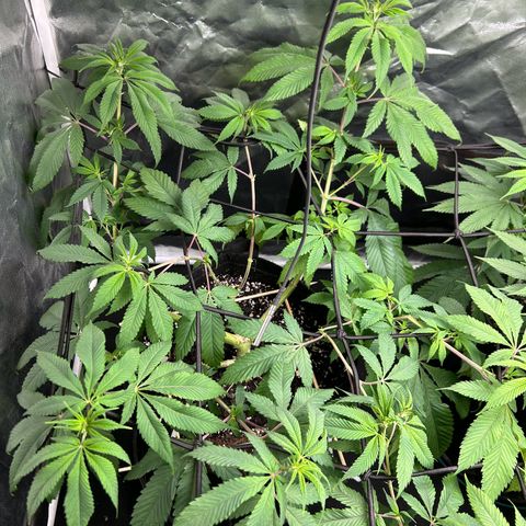 1 growlog timeline photo