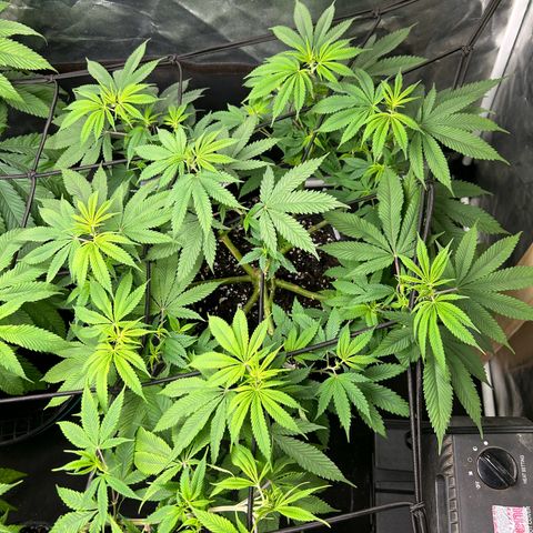 2 growlog timeline photo