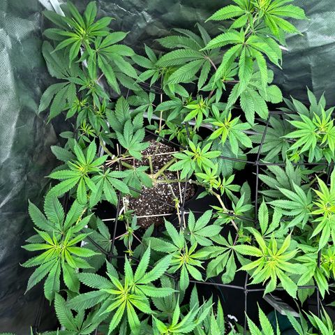 1 growlog timeline photo