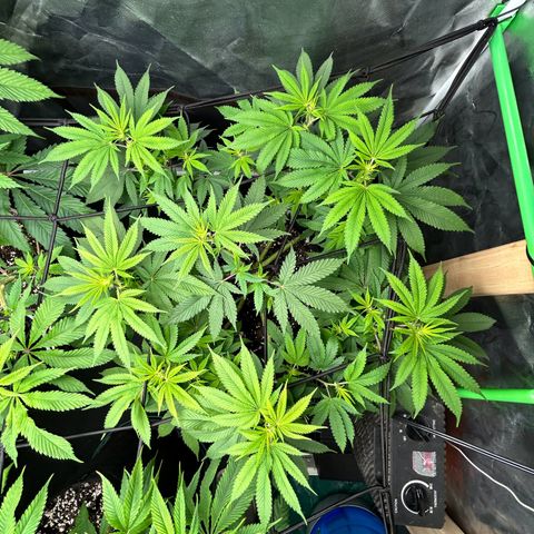 2 growlog timeline photo