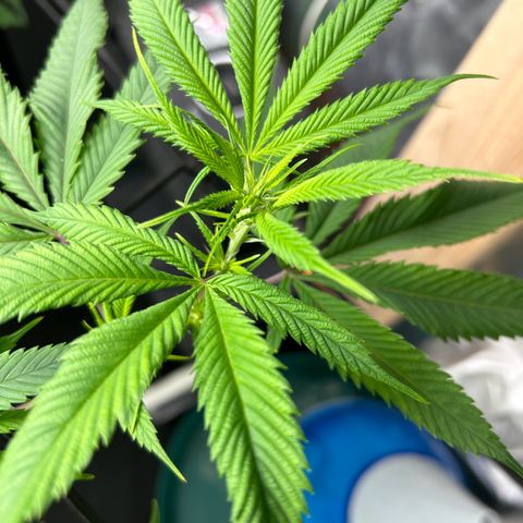 2 growlog photo: Progress