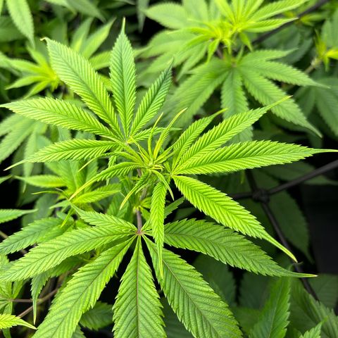 2 growlog photo: Progress
