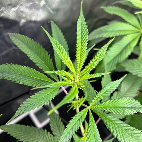 2 growlog photo: Progress