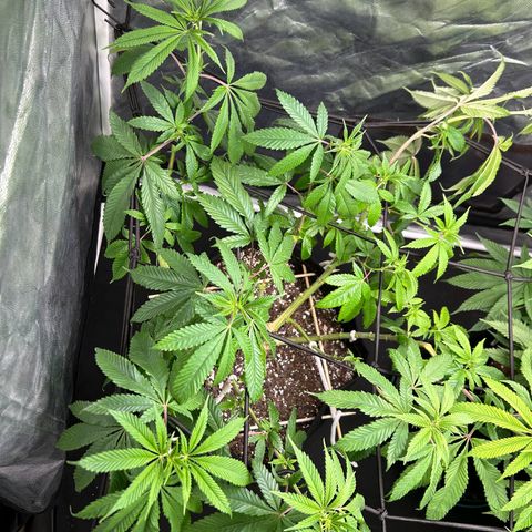 1 growlog timeline photo
