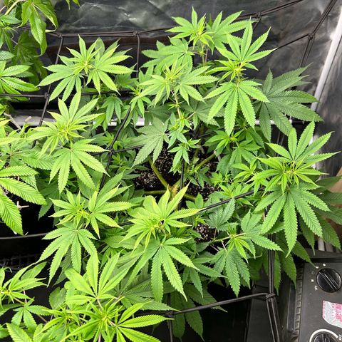 2 growlog timeline photo
