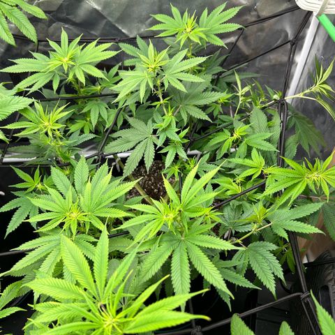 2 growlog timeline photo