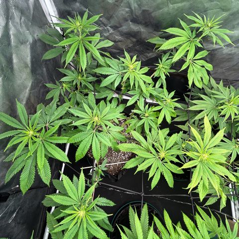 1 growlog timeline photo
