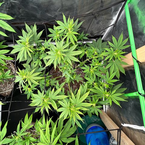 2 growlog timeline photo