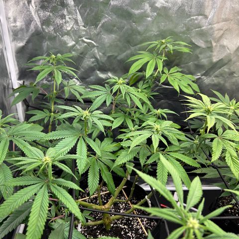 1 growlog timeline photo