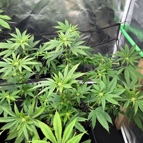 2 growlog timeline photo