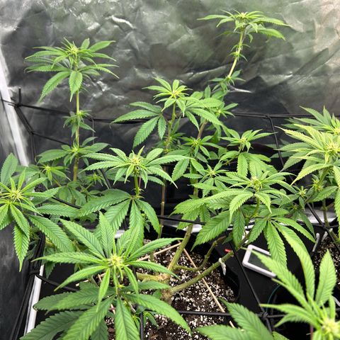 1 growlog timeline photo