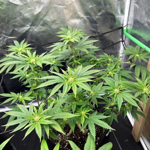 2 growlog timeline photo