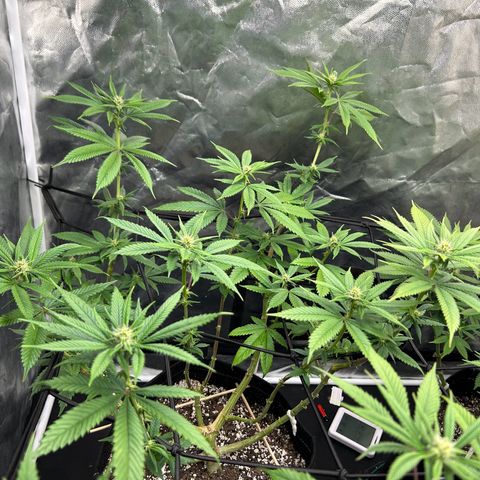 1 growlog timeline photo