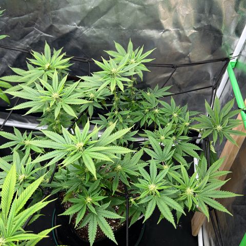 2 growlog timeline photo