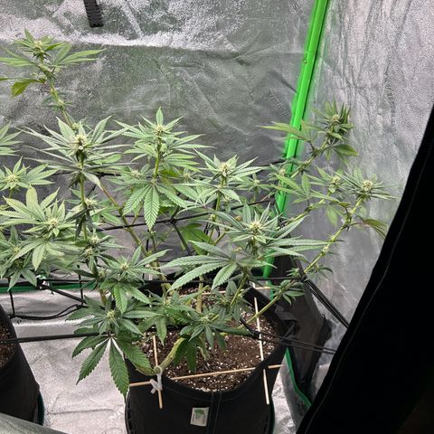 1 growlog timeline photo