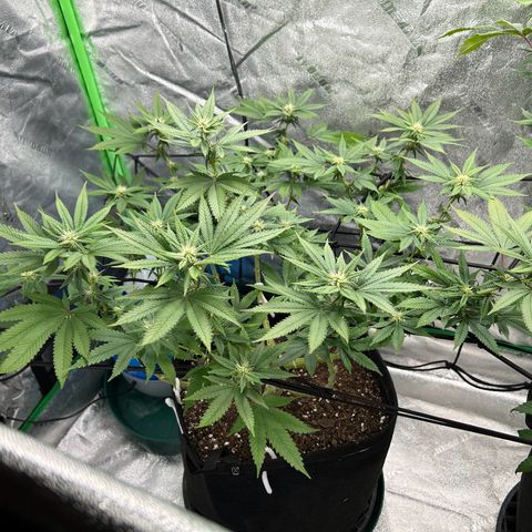 2 growlog timeline photo