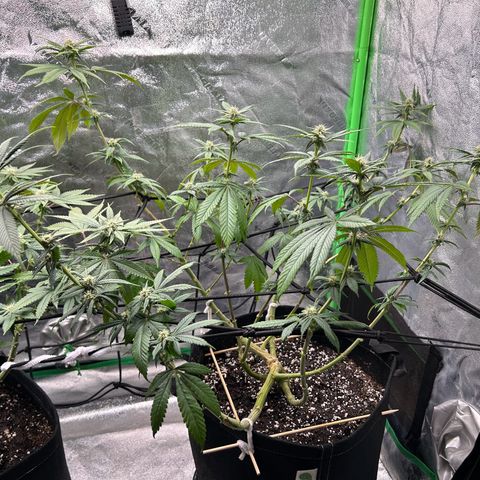 1 growlog timeline photo