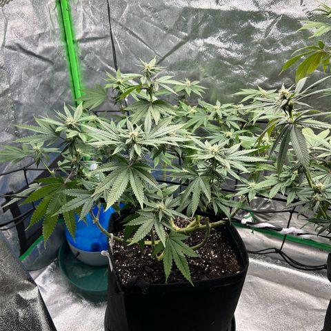 2 growlog timeline photo