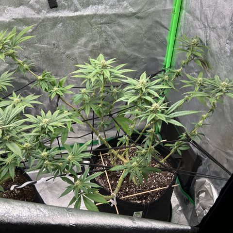1 growlog timeline photo