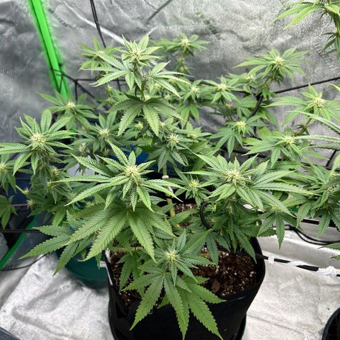 2 growlog timeline photo