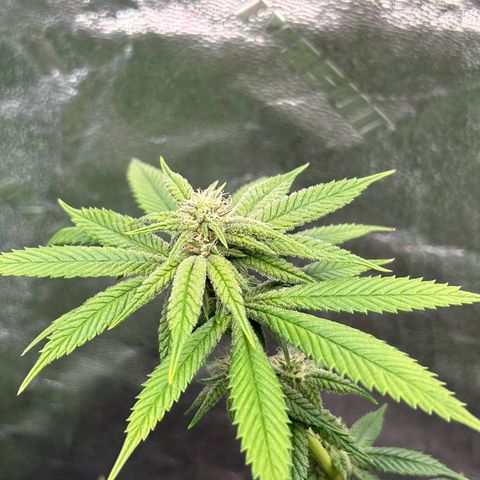 1 growlog timeline photo