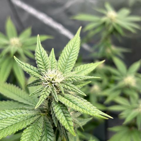 2 growlog timeline photo